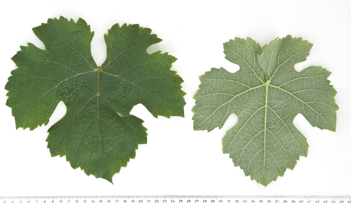 Folle Blanche - Mature leaf