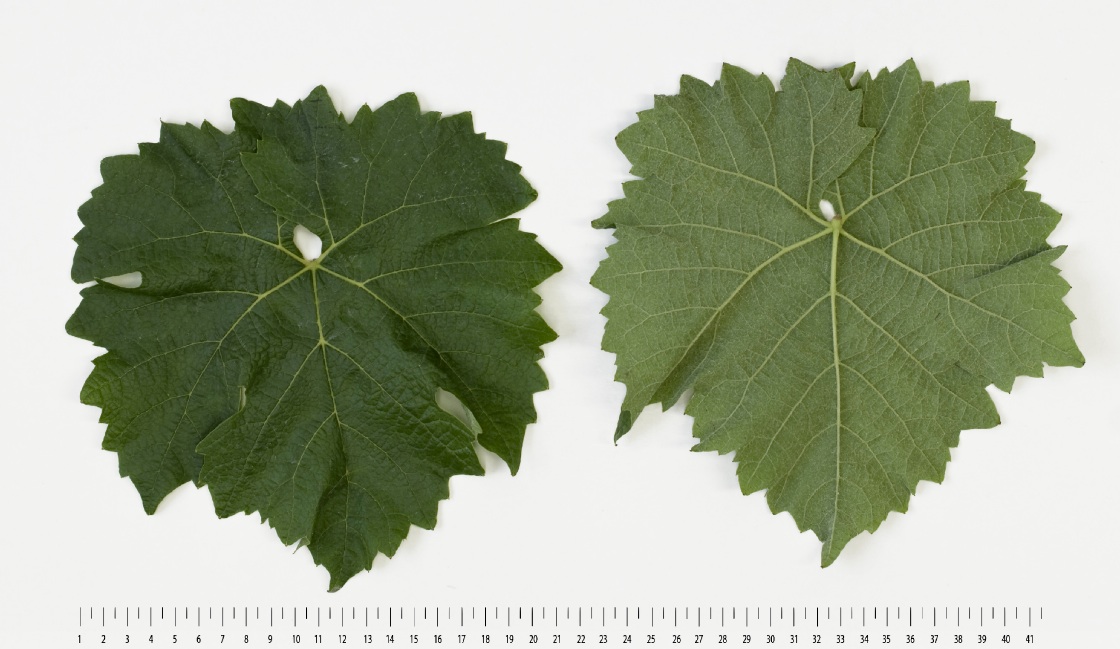 Merzling - Mature leaf