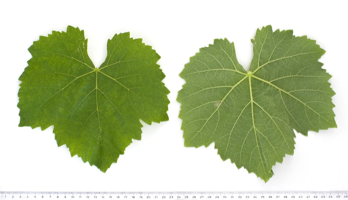 AMIGNE - Mature leaf