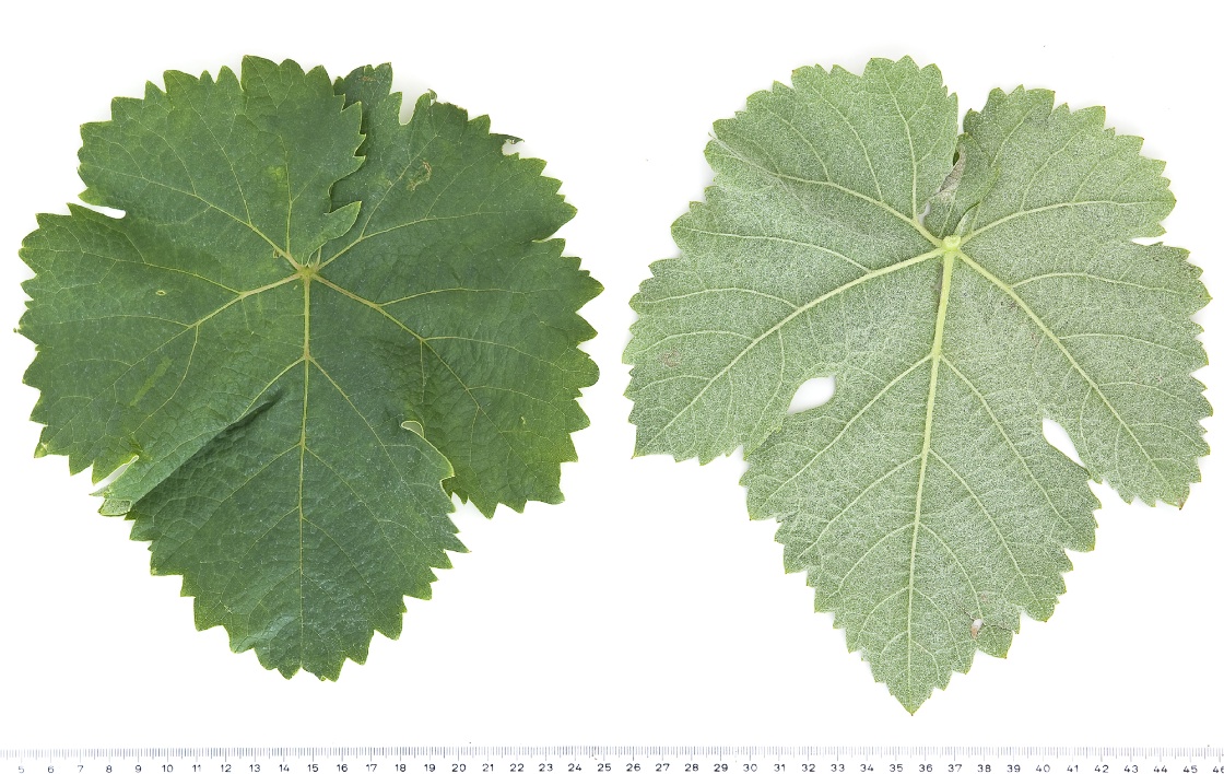 Fuella Nera - Mature leaf