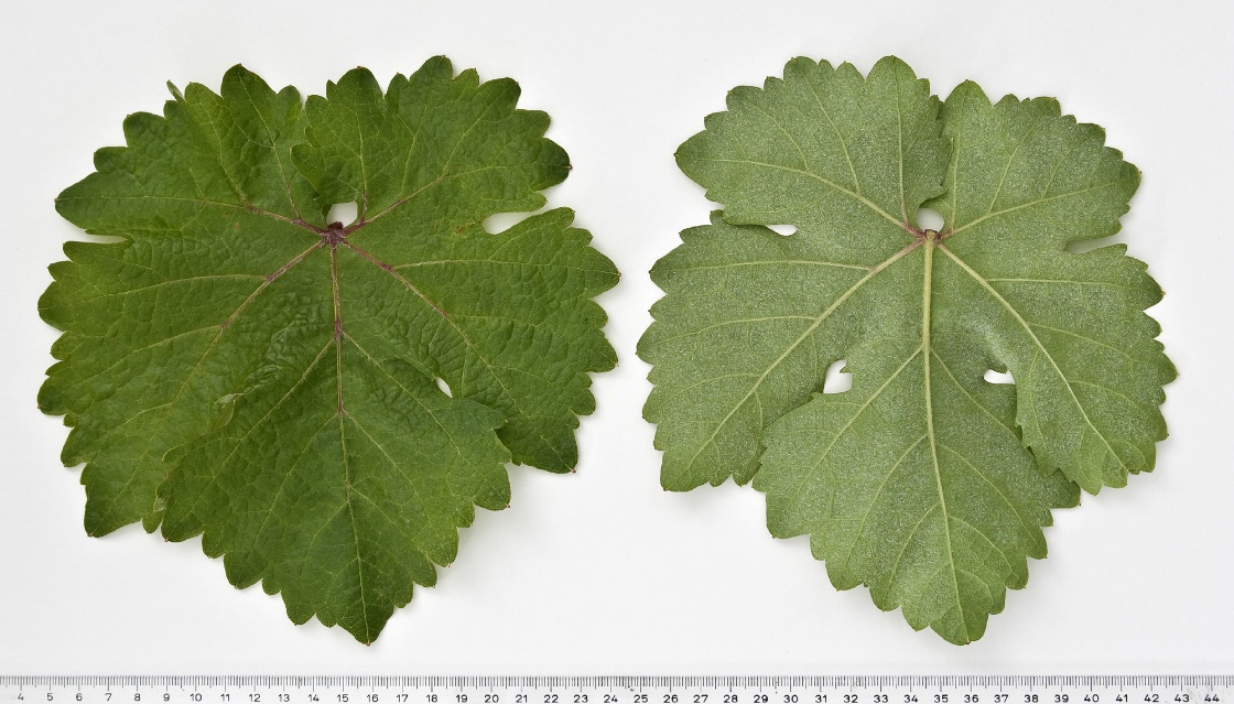 Galego Dourado - Mature leaf