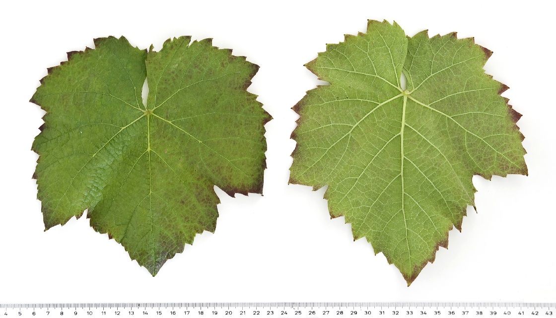 Gamay Noir - Mature leaf
