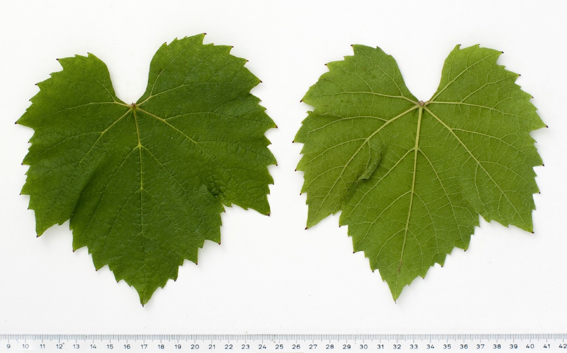 Gamay Teinturier de Bouze - Mature leaf