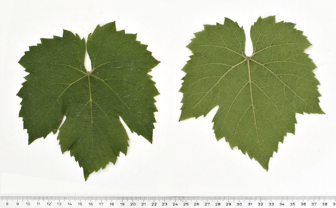Gamay Teinturier de Chaudenay - Mature leaf