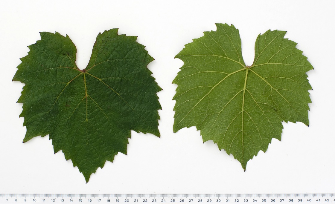 Gamay Teinturier Freaux - Mature leaf
