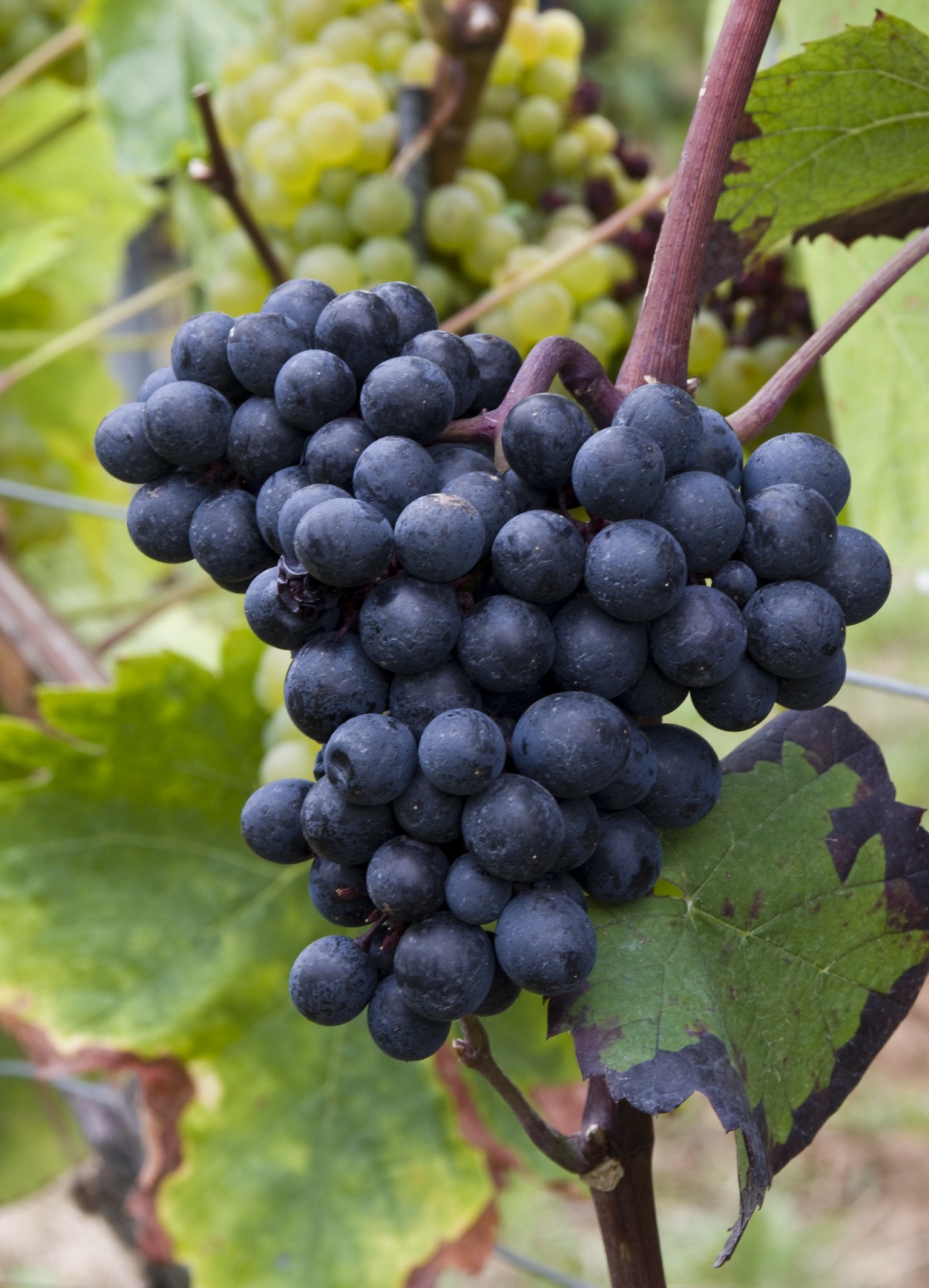 Gamay Teinturier Freaux - Cluster in the field