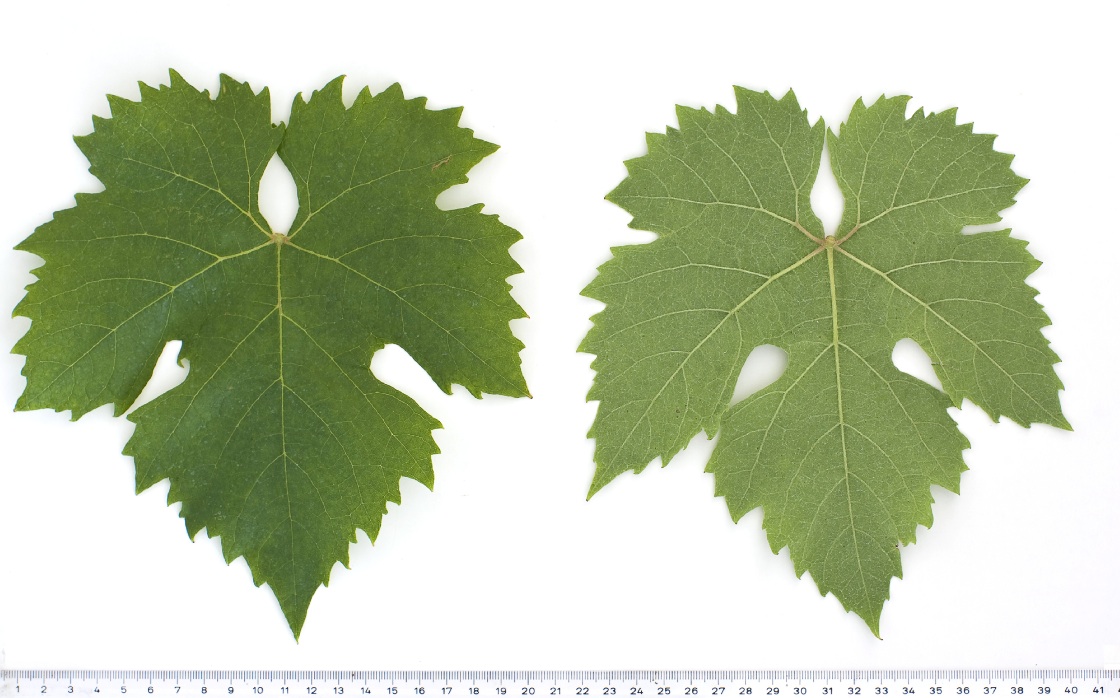 Garganega - Mature leaf