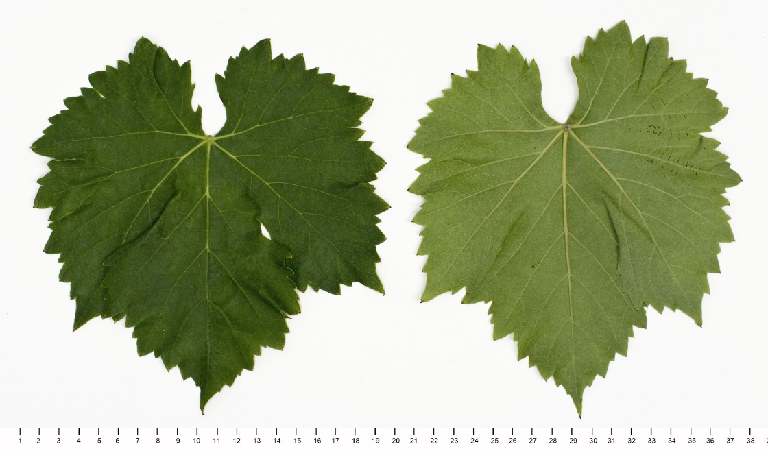 Garnacha Blanca Mature leaf