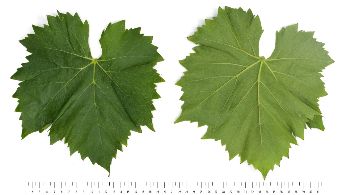 Garnacha Tinta  Mature leaf
