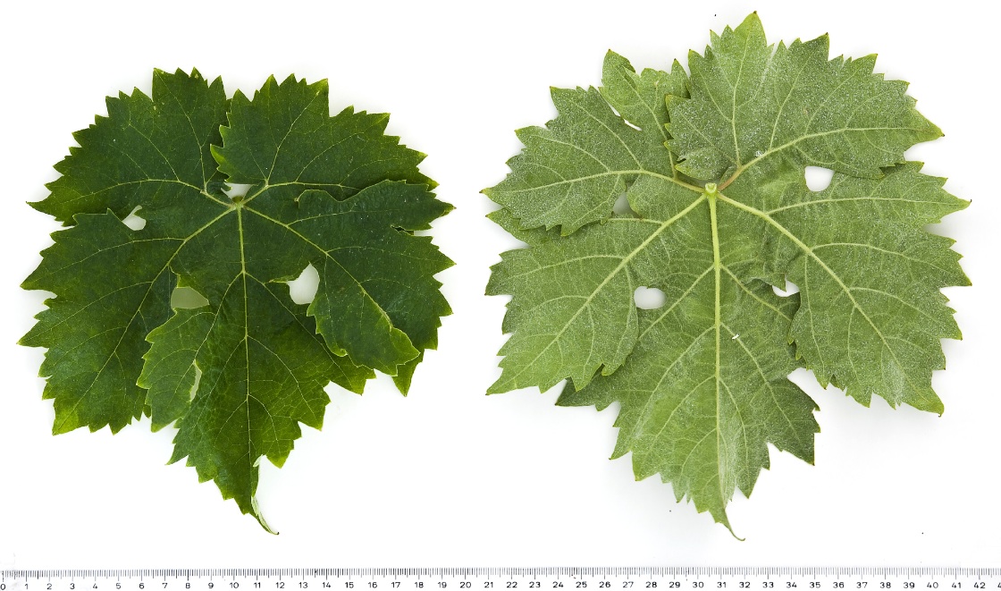 Gegic - Mature leaf