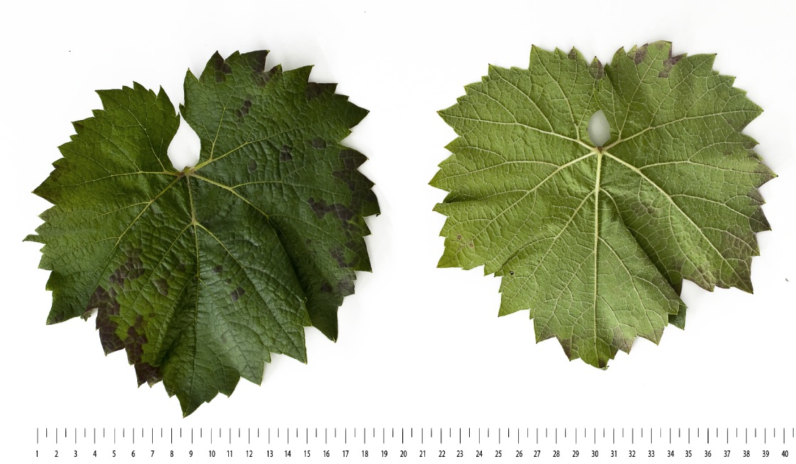Regent - Mature leaf