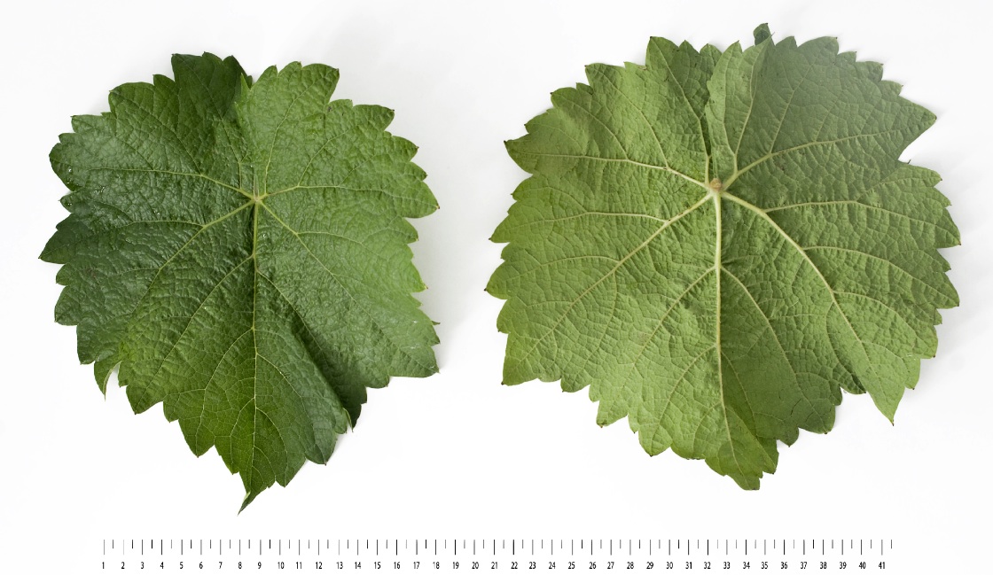 Hibernal - Mature leaf