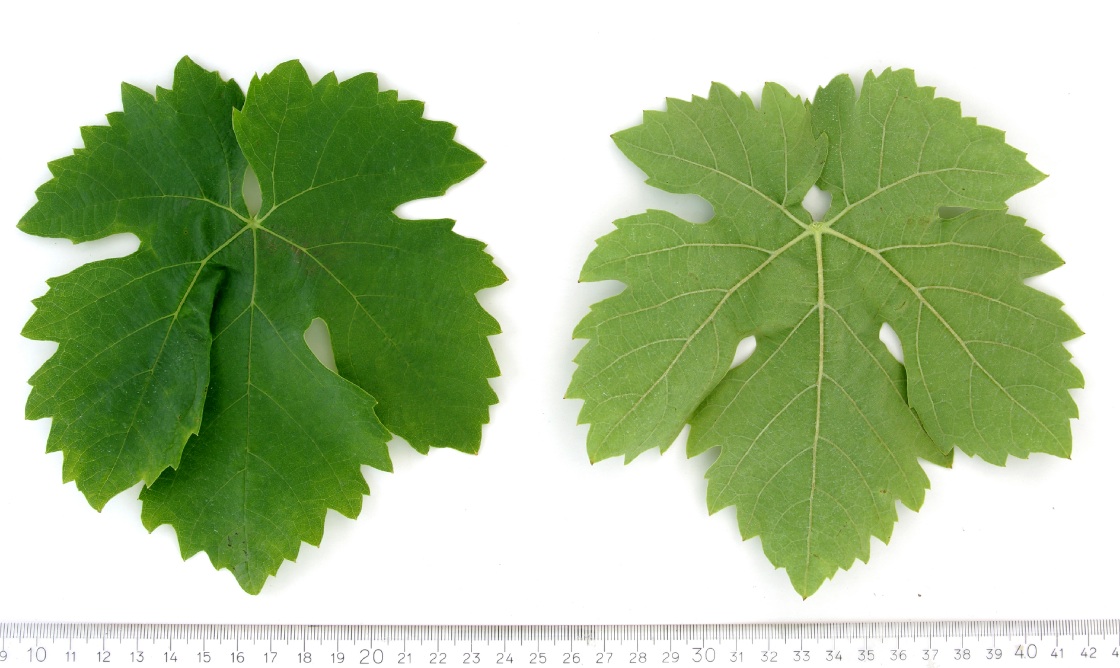 Ansonica - Mature leaf