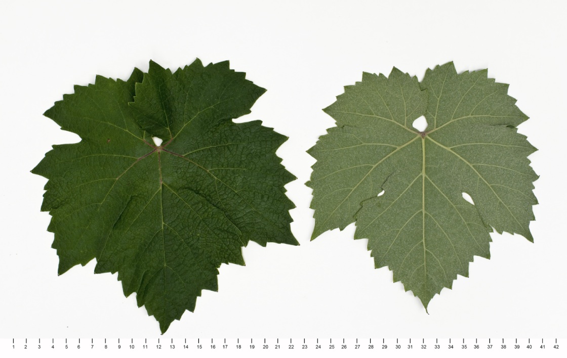 Graciano - Mature leaf
