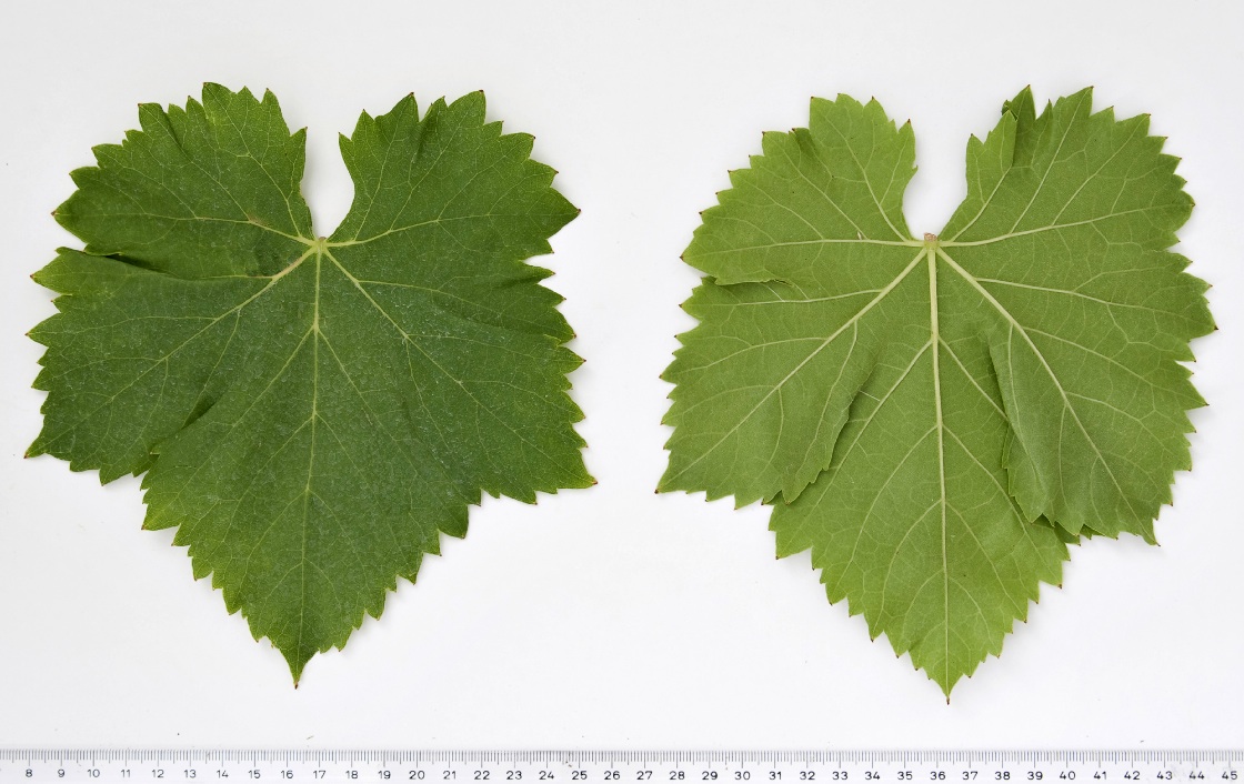 Garnacha Roja Mature leaf
