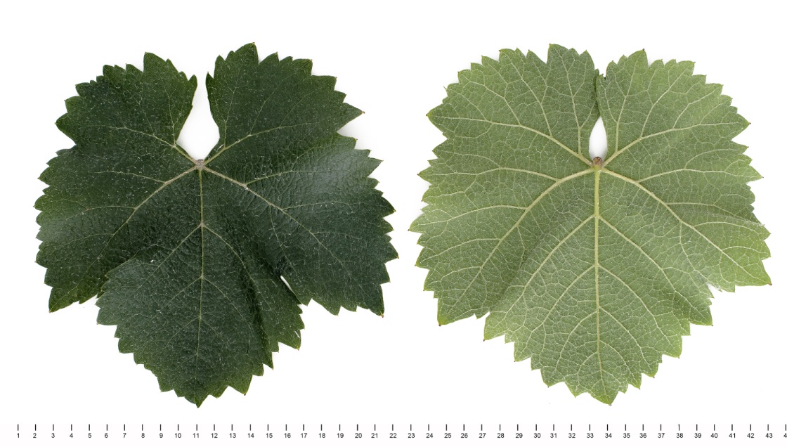 Gringet - Mature leaf