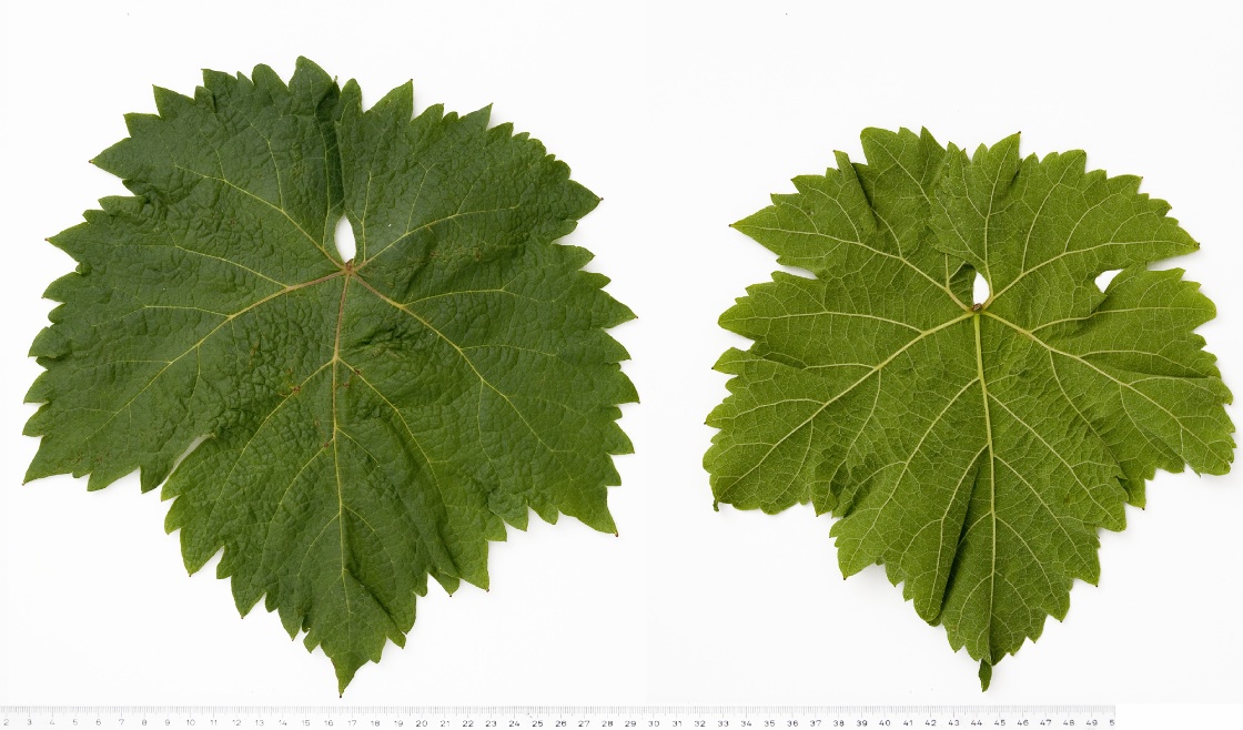 Grolleau Noir - Mature leaf