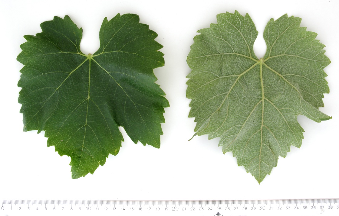 Harslevelue - Mature leaf