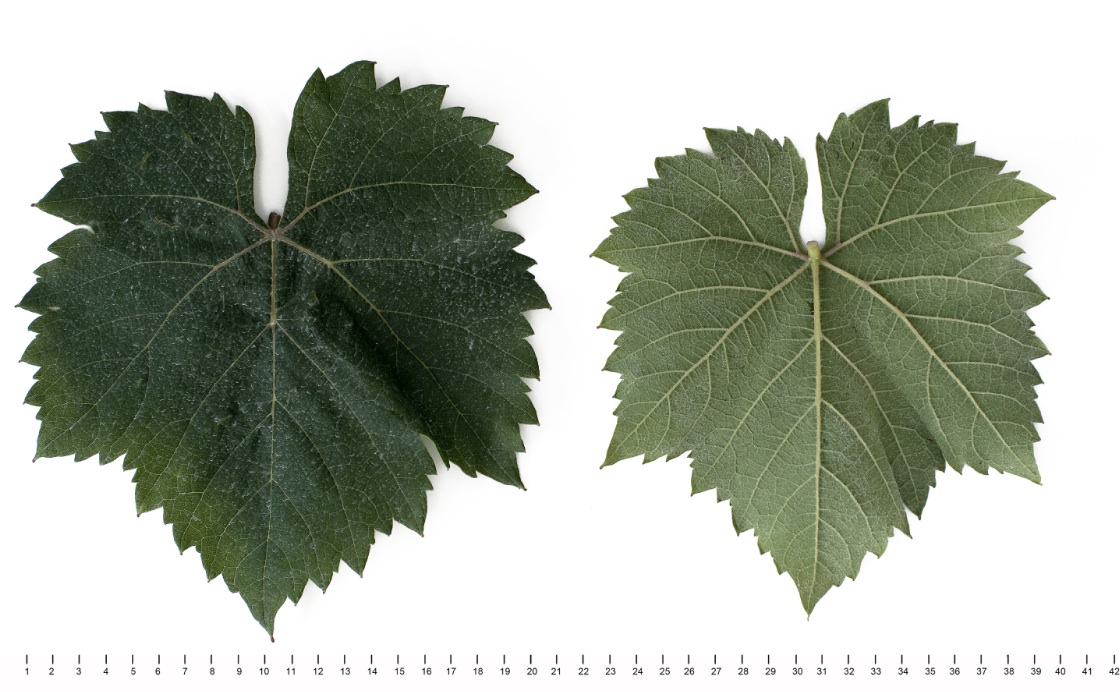 Heunisch Weiss - Mature leaf