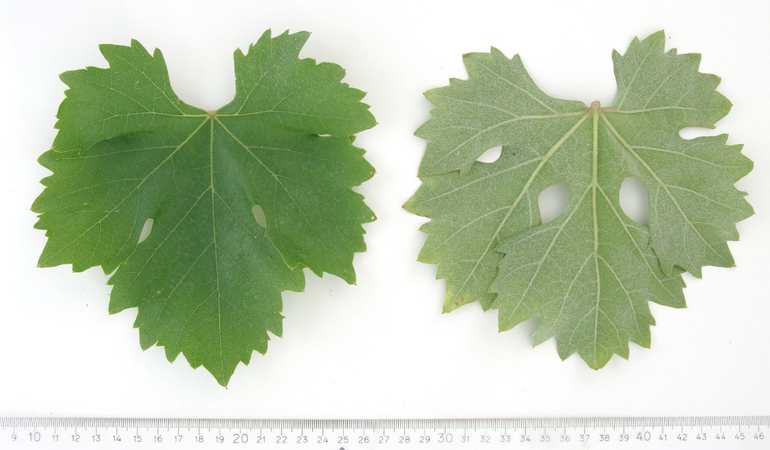 Honigler - Mature leaf