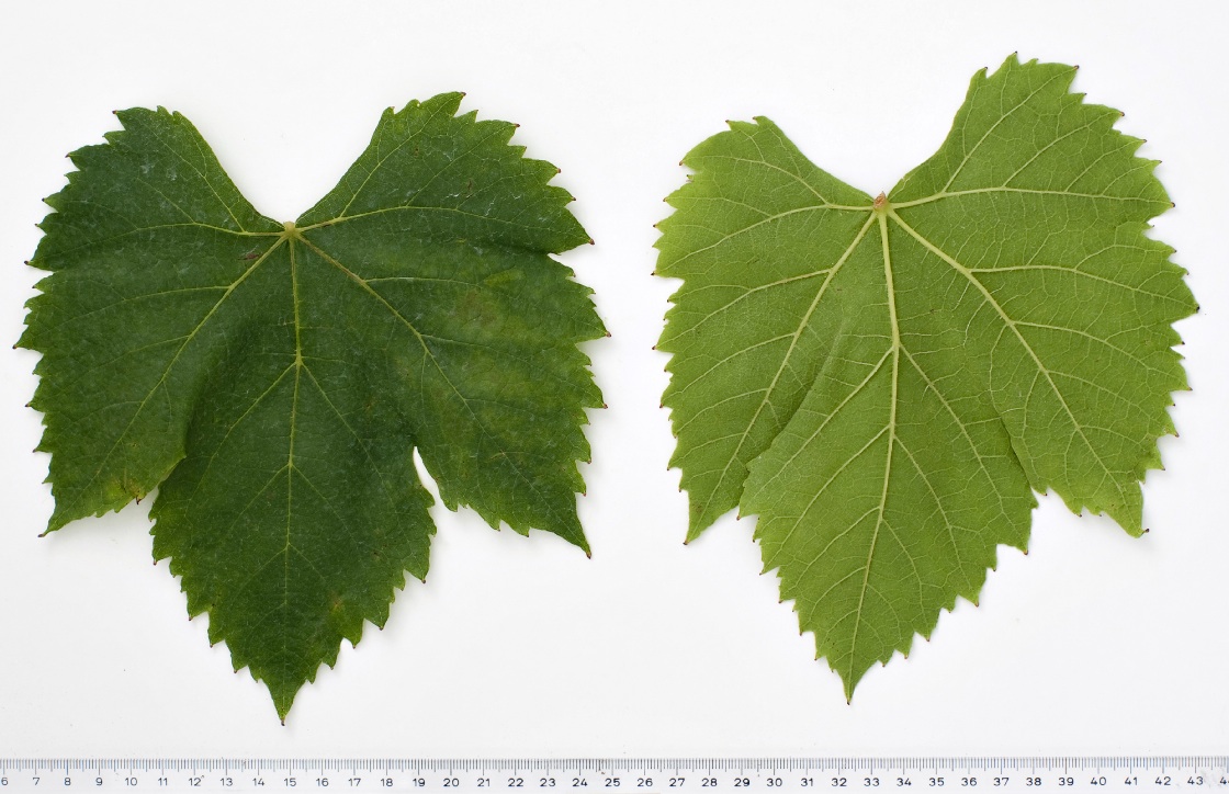 Aramon Noir - Mature leaf