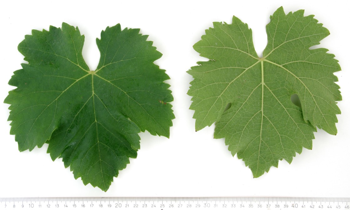 HUMAGNE BLANCHE - Mature leaf