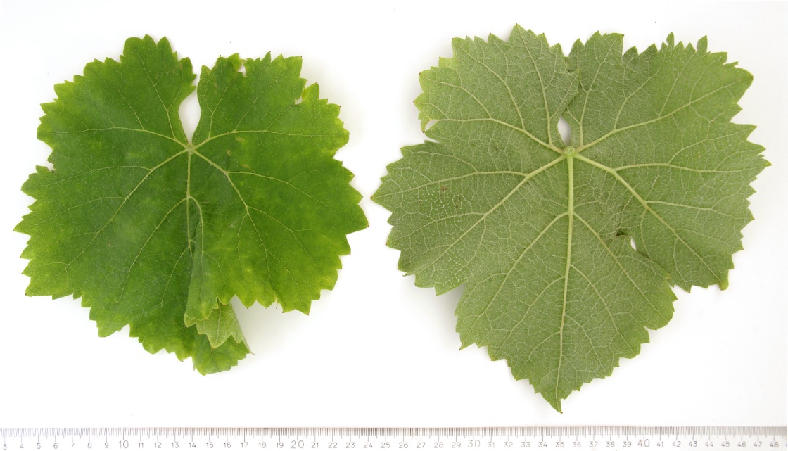 Huxelrebe - Mature leaf
