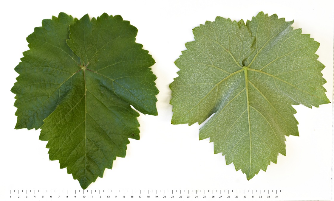 Impigno - Mature leaf