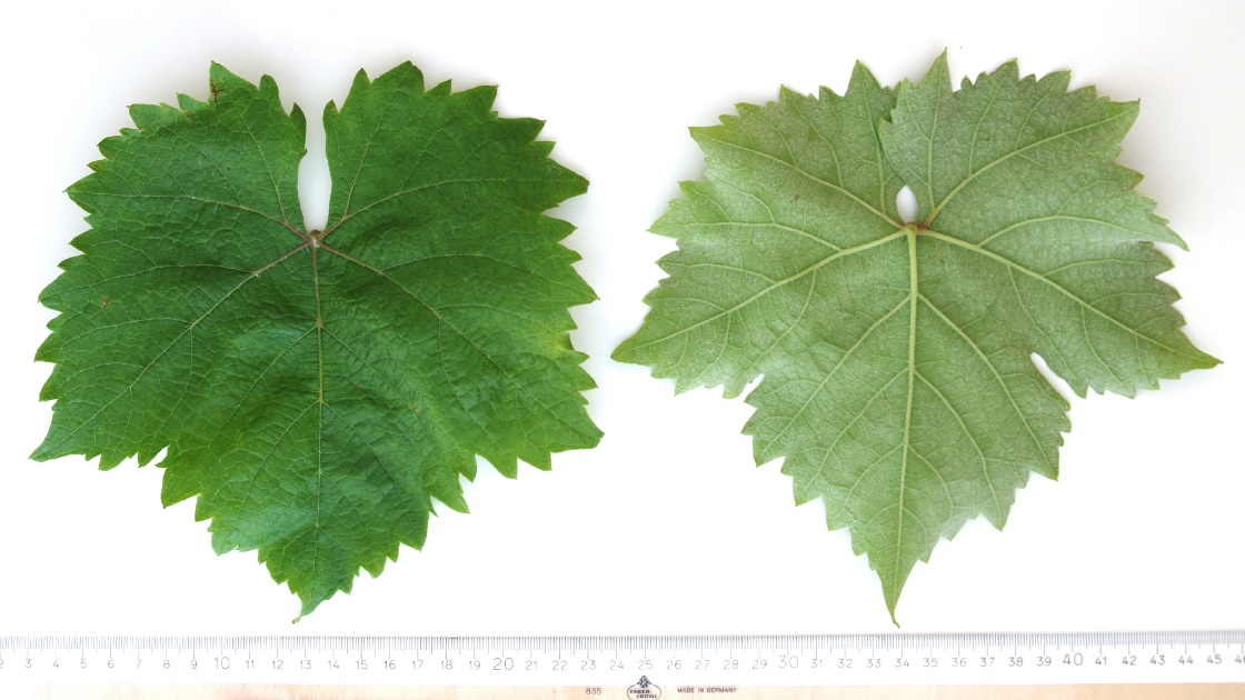 Iordan - Mature leaf