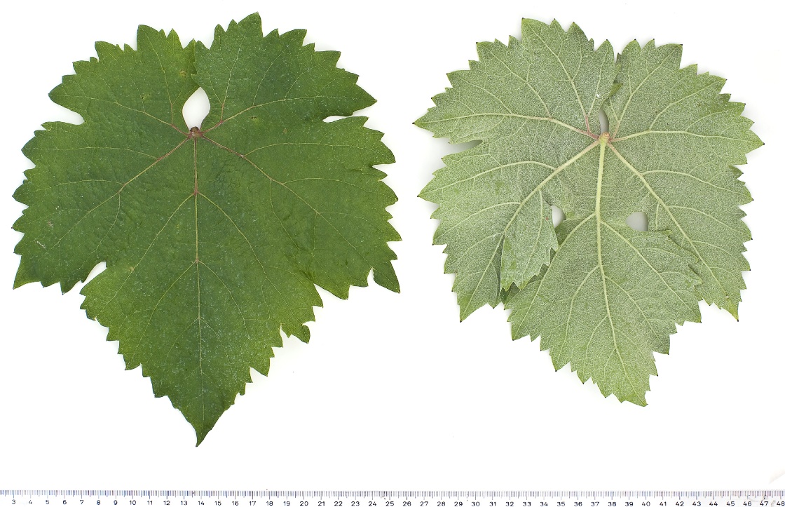 Izsaki Sarfeher - Mature leaf