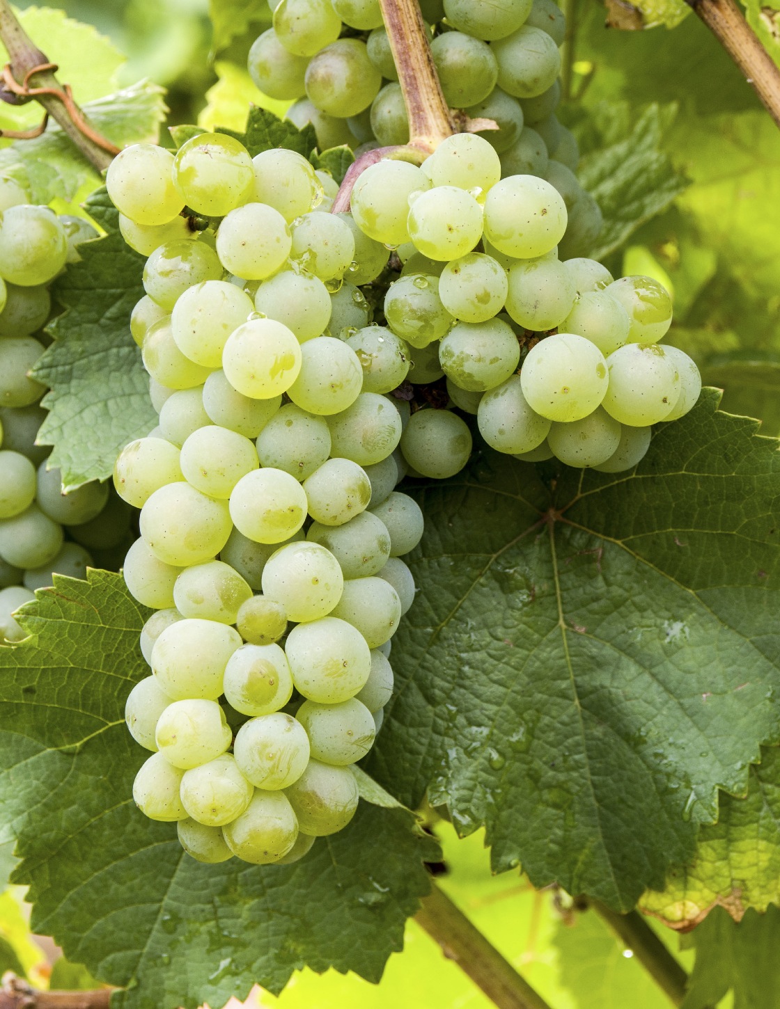 Arbois Blanc - Cluster in the field