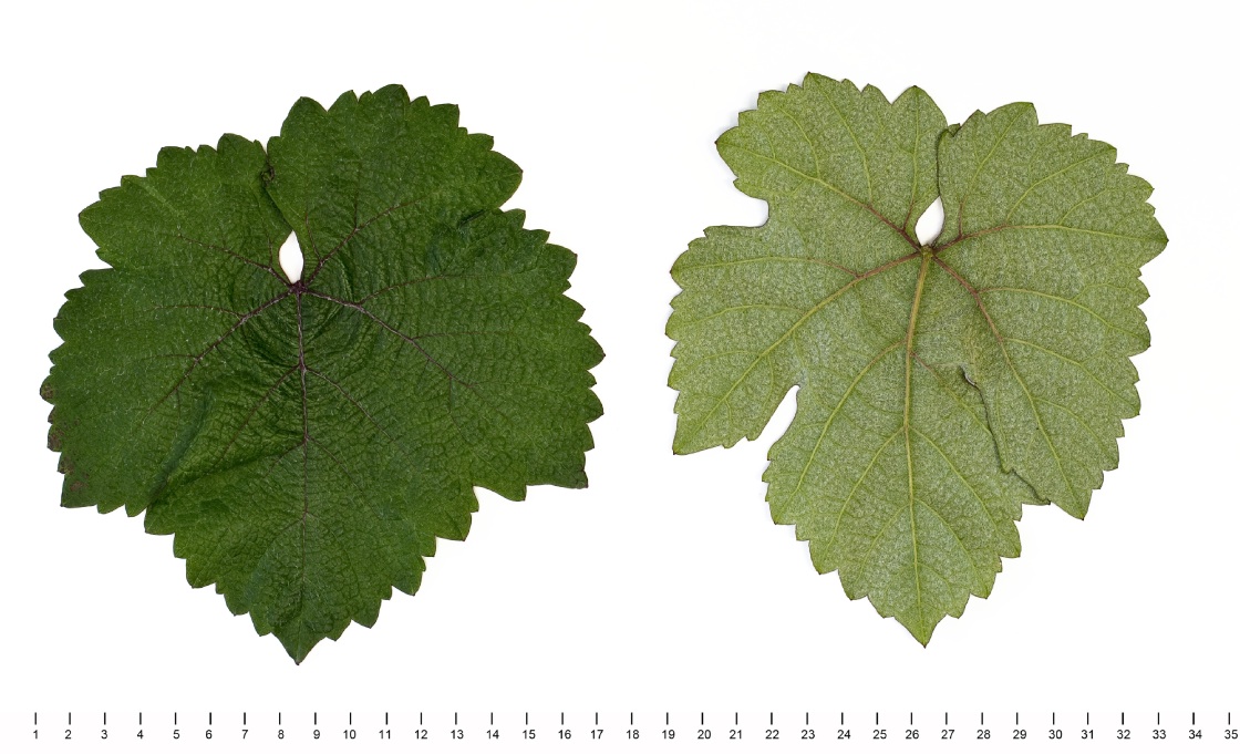 Jubileum 75 - Mature leaf