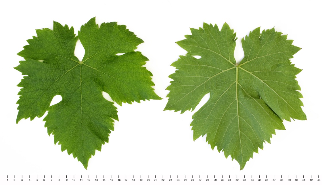 Juhfark - Mature leaf