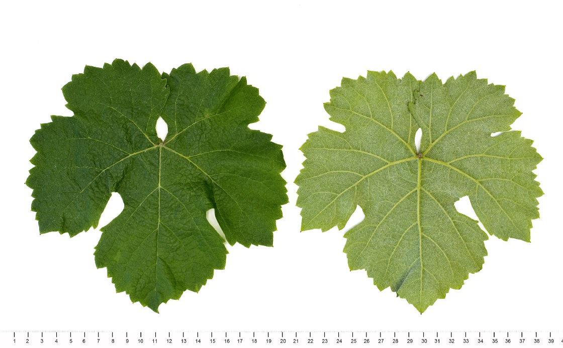 Jurancon Blanc - Mature leaf