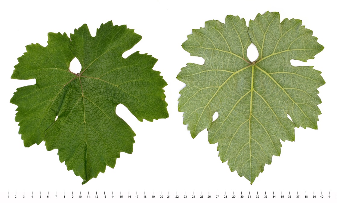 Jurancon Noir - Mature leaf