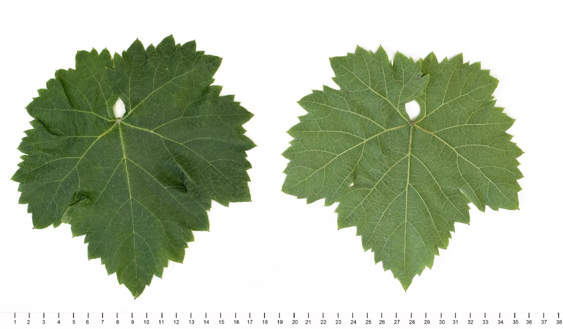 Kadarka Kek - Mature leaf