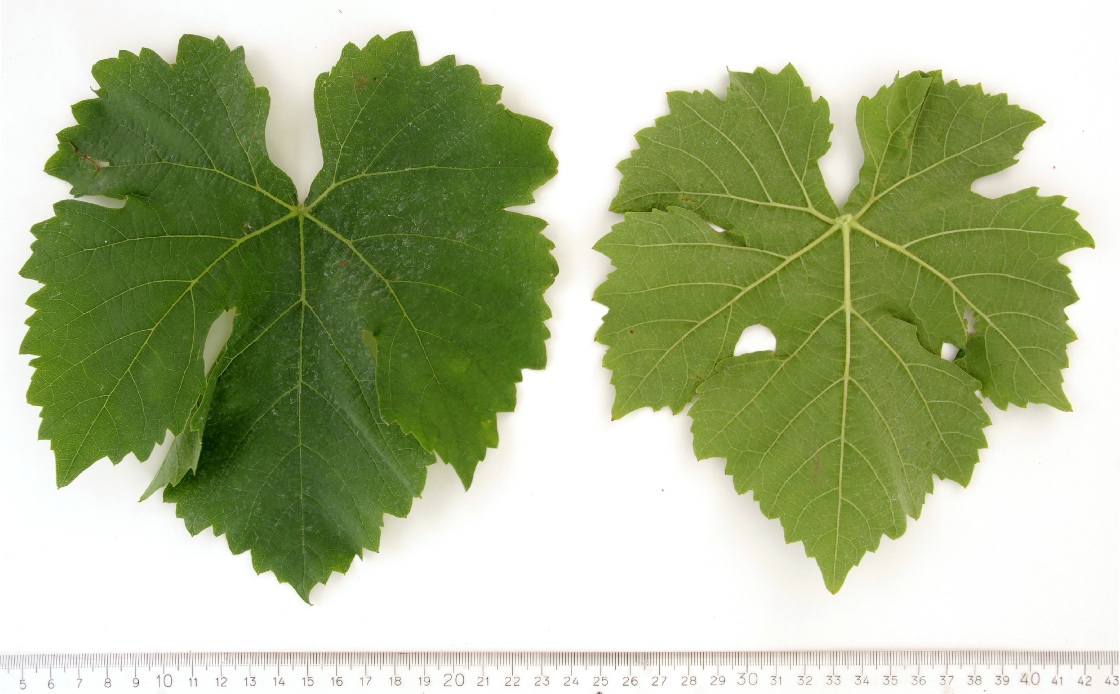 Kanzler - Mature leaf