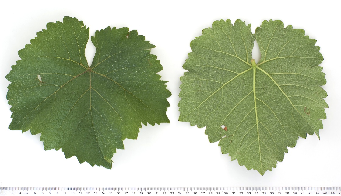 Karat - Mature leaf