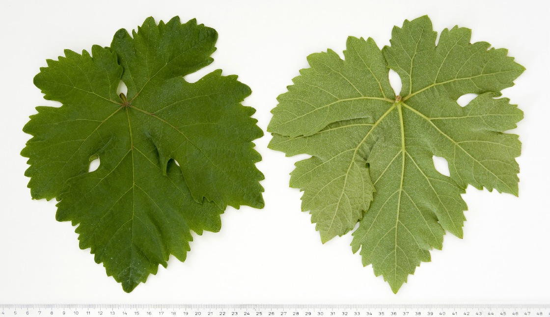 Kavcina Crna - Mature leaf
