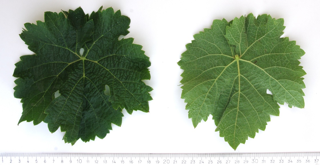 Kerner - Mature leaf