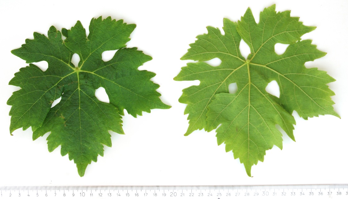 Arnsburger - Mature leaf