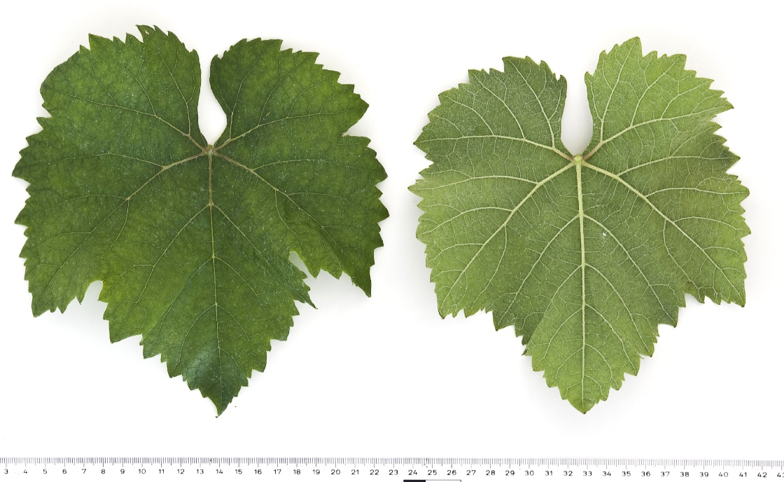 Knipperle - Mature leaf