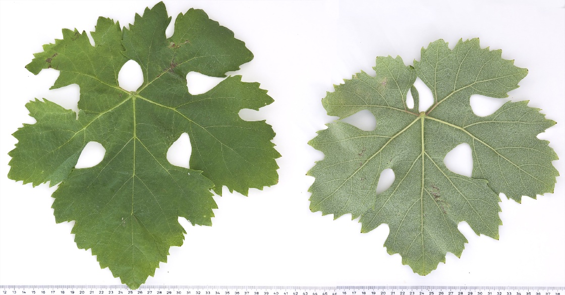 Kotsifali - Mature leaf