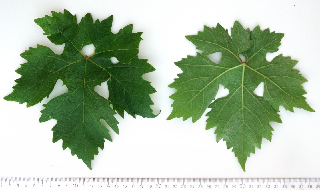 Kreaca - Mature leaf