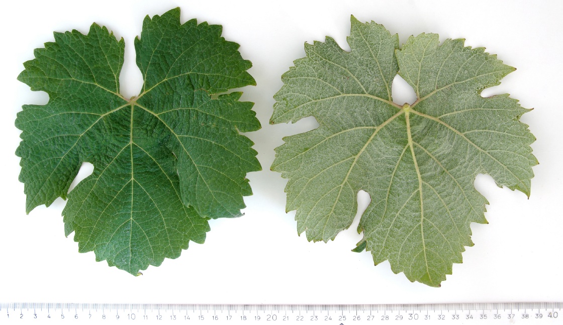 Arrufiac - Mature leaf