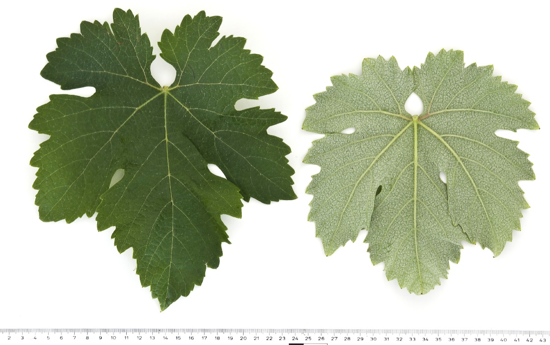Kurtelaska - Mature leaf