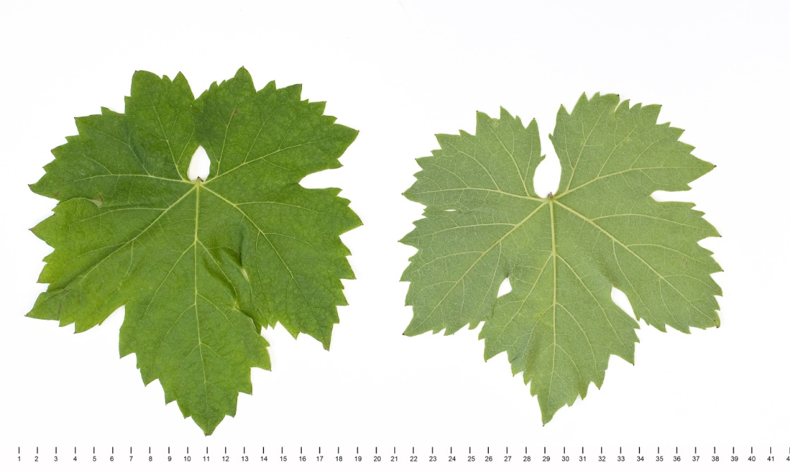 Lacrima - Mature leaf