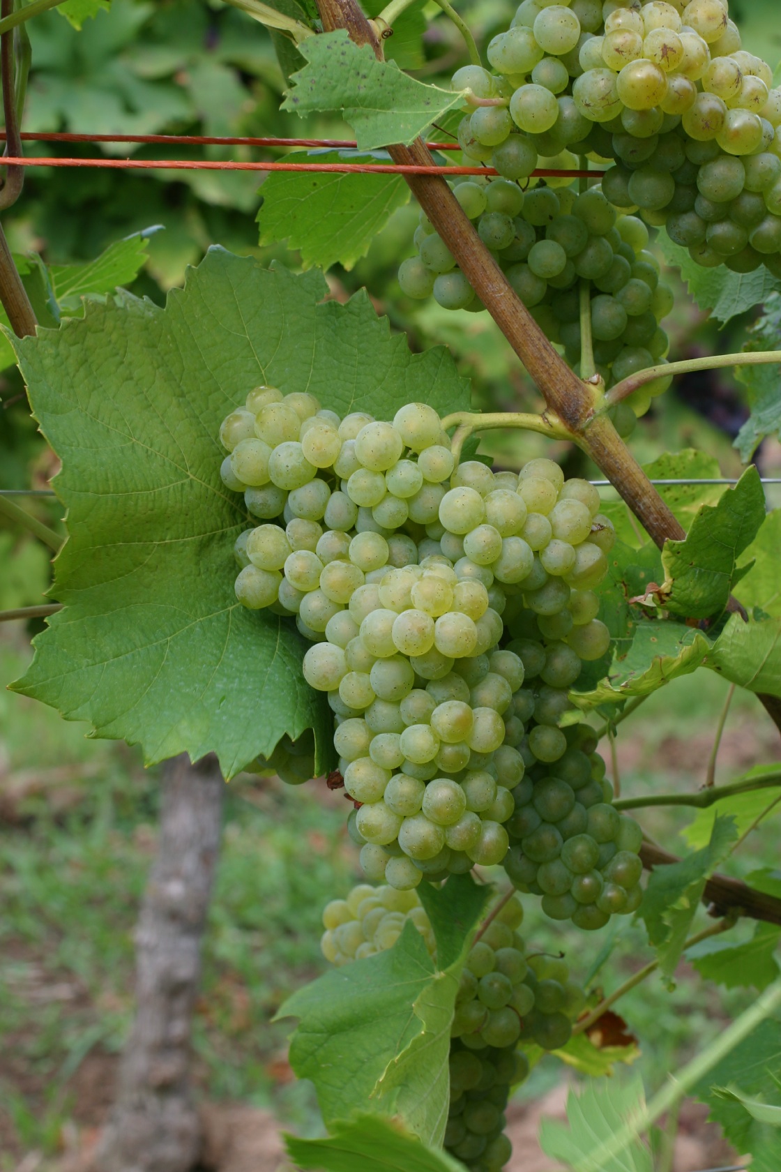 Arvine Petite - Cluster in the field