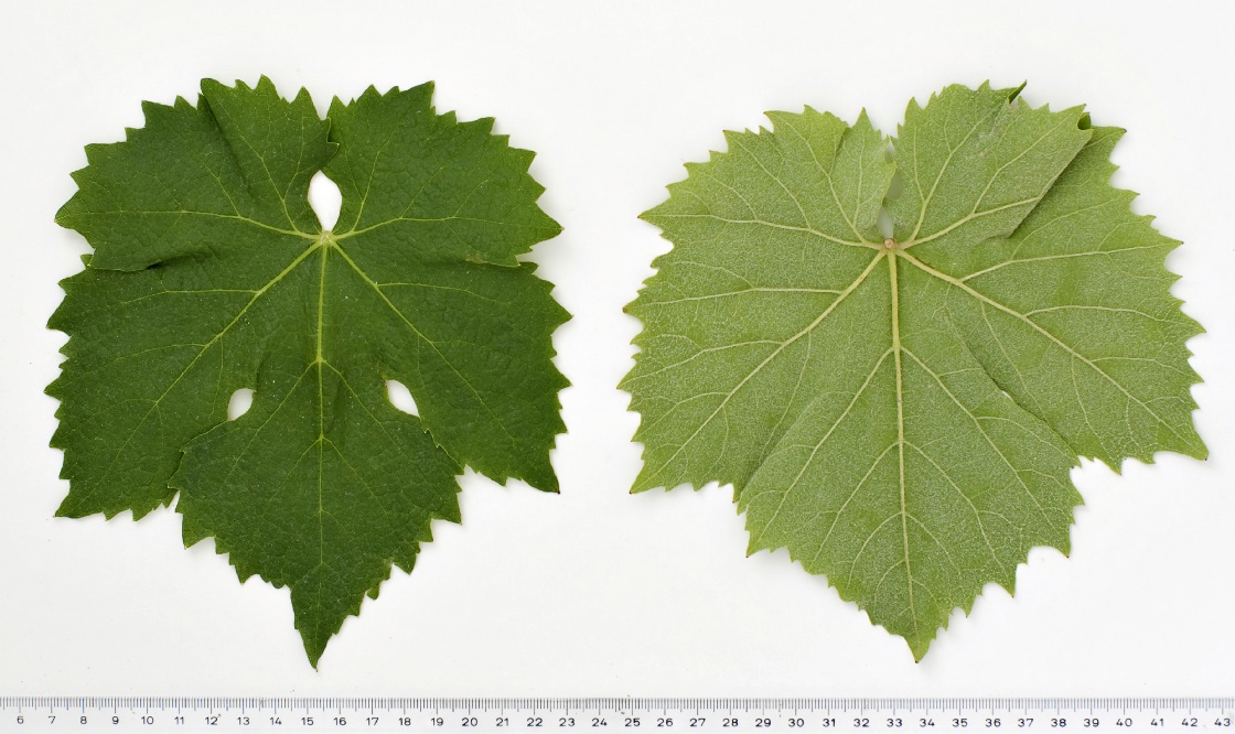 Lagrein - Mature leaf