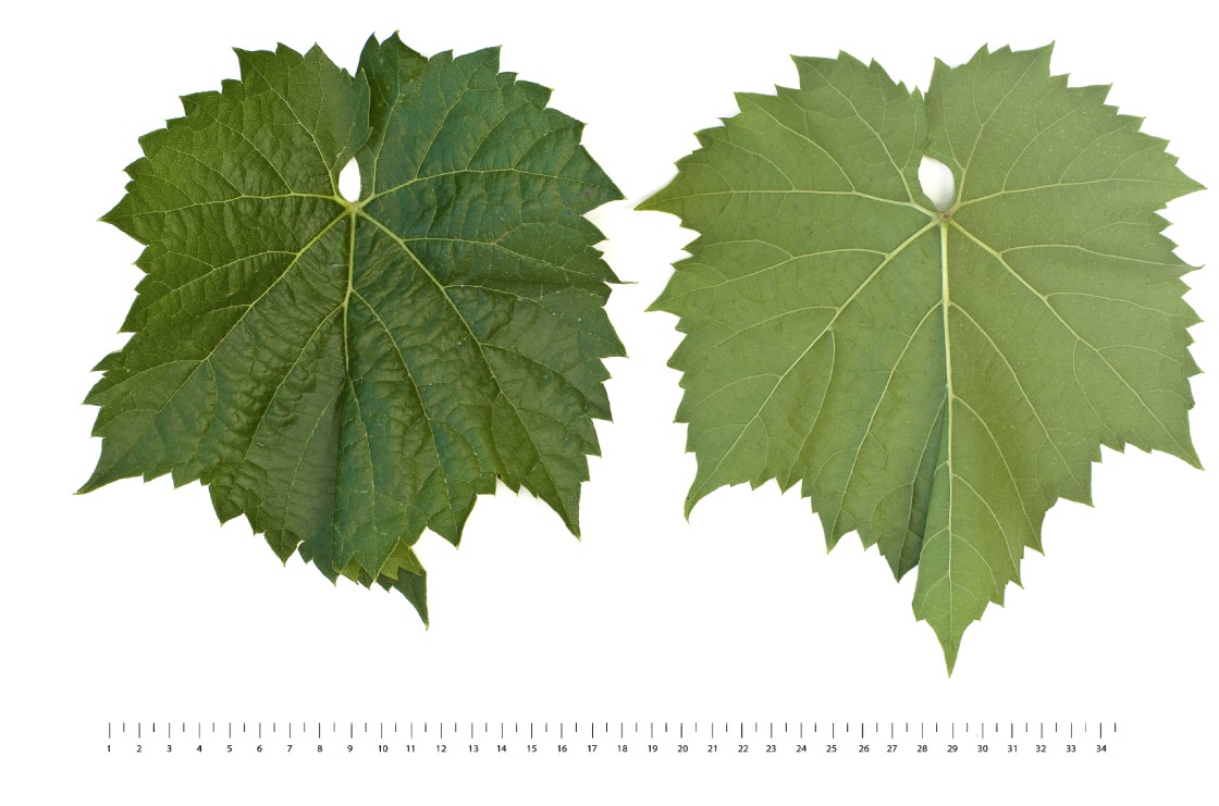 LEON MILLOT - Mature leaf